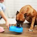 6 Elementary Tips to Take Care of Your Pets