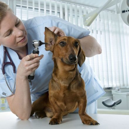 Finding the Perfect Veterinary Services