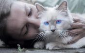 Simple Persian Cats Care Tips
