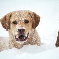 Secure Your Pet in Cold Winter Weather – Tips