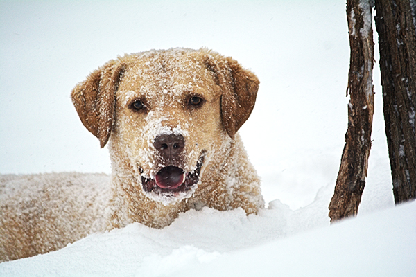 Secure Your Pet in Cold Winter Weather – Tips