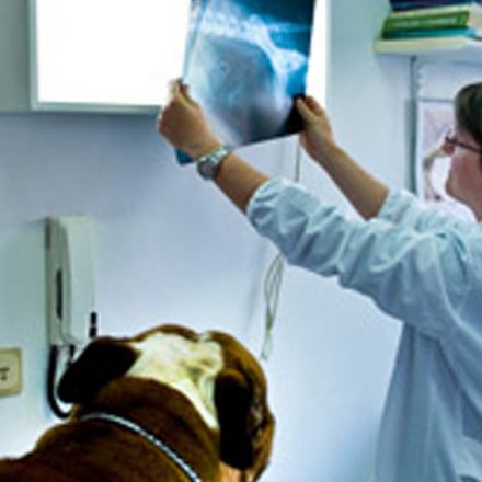 Moderate Veterinary X-Ray Options