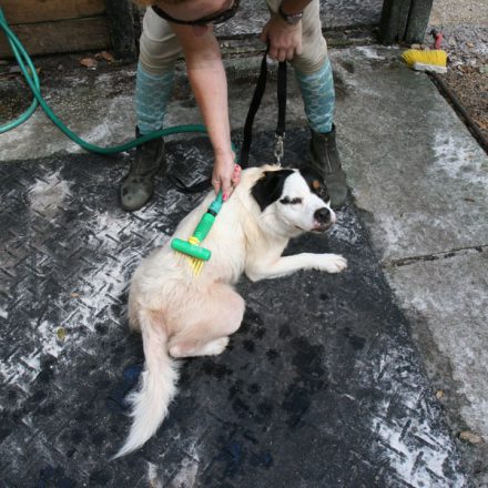 Washing and Grooming – The Ultimate Pet Care Basics