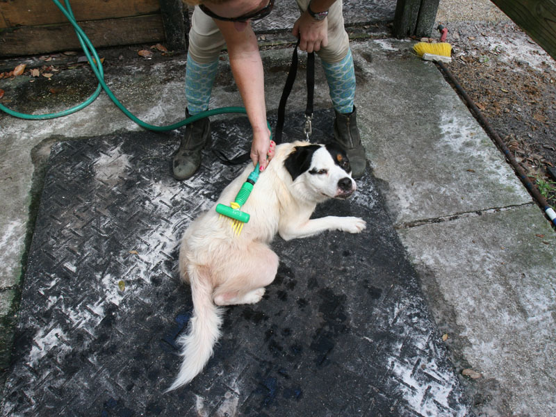 Washing and Grooming – The Ultimate Pet Care Basics
