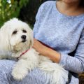 The most effective method to Choose the Best Pet Sitter