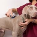 Pooch Grooming Basics – Taking Care of Your Dog’s Teeth