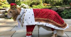 Communicating The Love For Animals Through Pet Costumes
