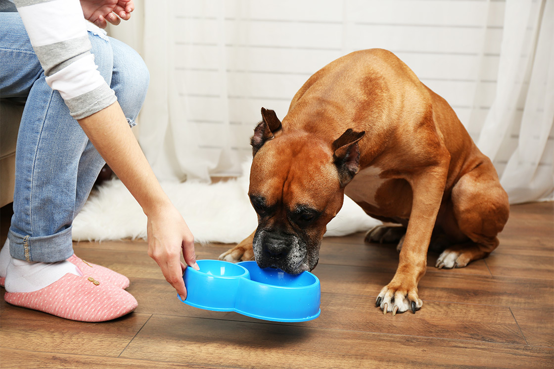 Some Must Know Pet Care Tips For You