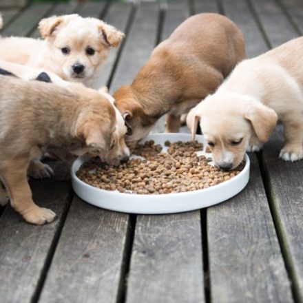 Canine Food – Food Supplements