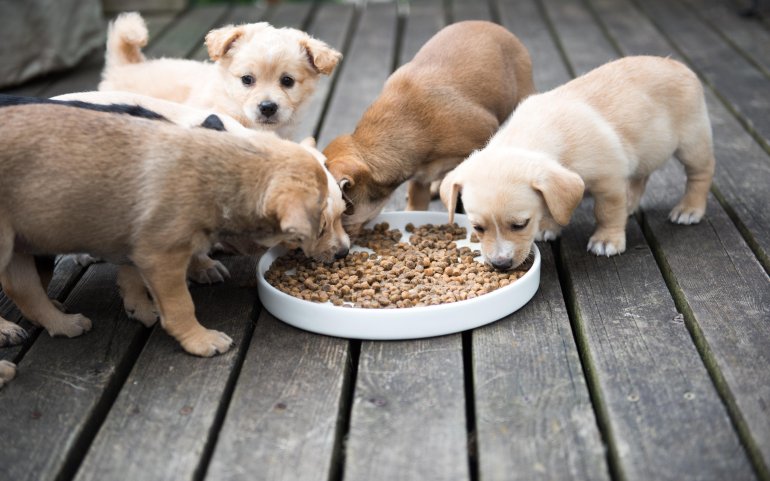 Canine Food – Food Supplements