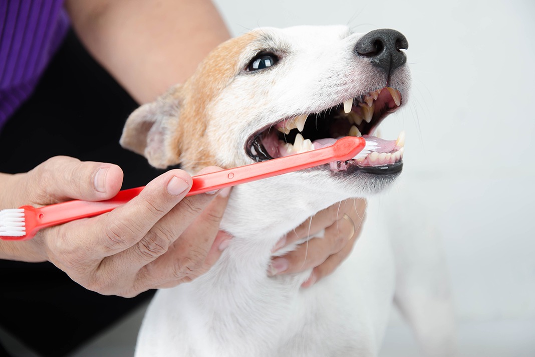 Do You Care For Your Pet’s Oral Health?