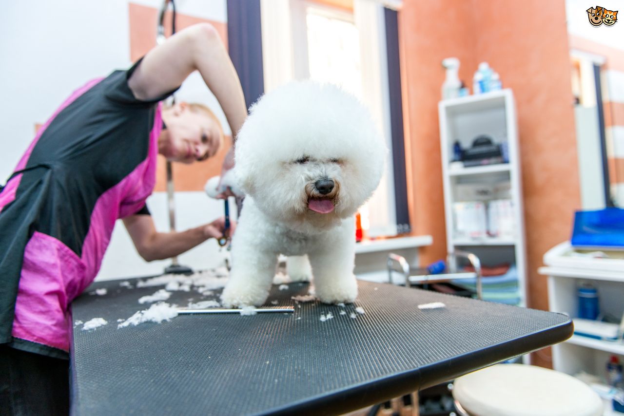 Pooch Grooming Tips – 5 Things You’d Better Know