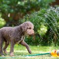 4 Summer Pet Care Tips