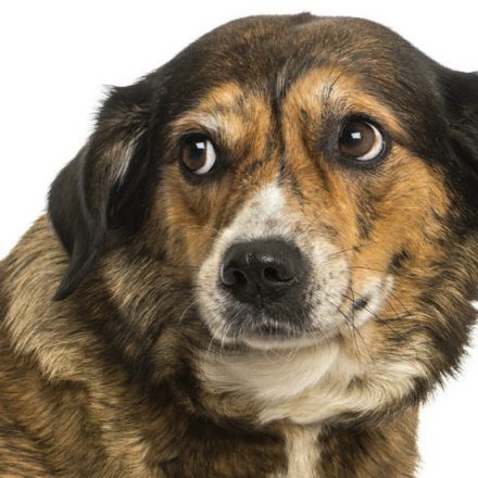 Help for Your Anxious Dog