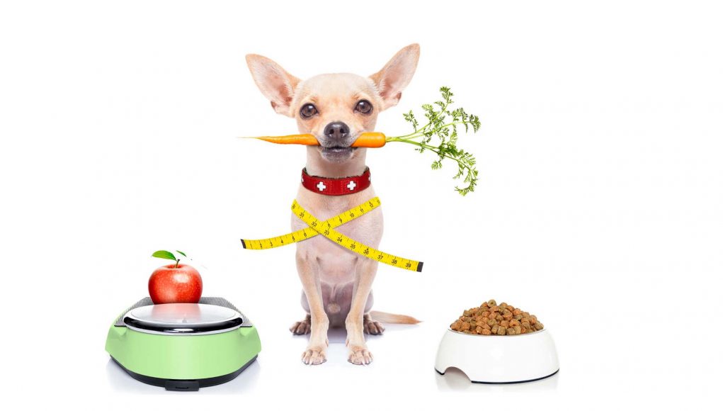 Helping Your Obese Dog Slim Down