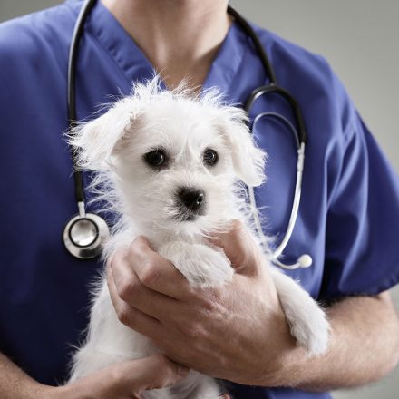 What you should know about pet insurance