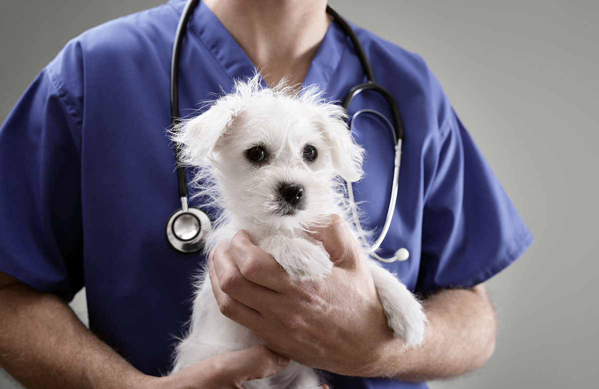 What you should know about pet insurance