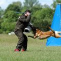 What are the Advantages of Guard Dog Training?