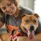 Which are the prominent reasons for adopting a pet?