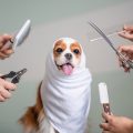 Why Should You Groom Your Dog at Home?
