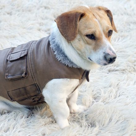 Does Your Pet Need A Dog Coat?
