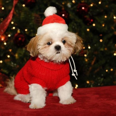 How To Choose The Best Dog Christmas Sweater?