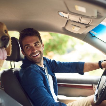The Top Tips for Driving in the Car with Your Pet
