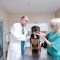 What Should You Look for in a Vet Clinic?