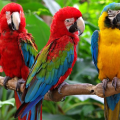 The Importance of Parrot Breeders to Parrot Pets