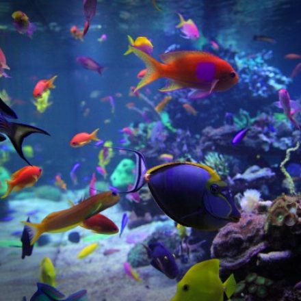 The Essential Fish Supplies For Freshwater And Saltwater Aquariums