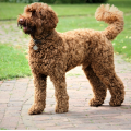 5 Things to Know Before Getting a Labradoodle