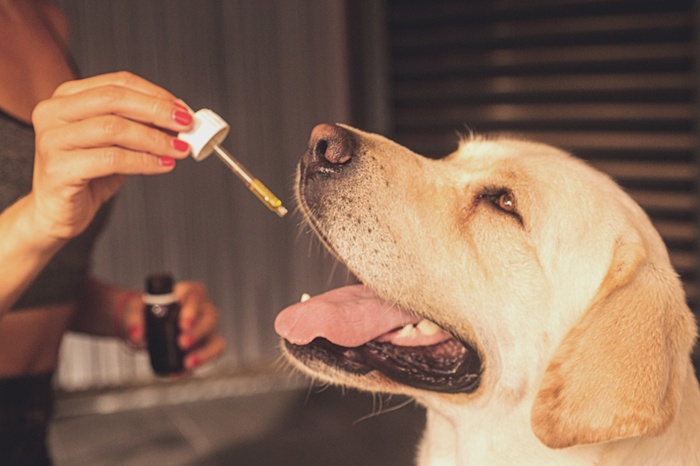 CBD for Pets: The Benefits of Cannabinoids in Animal Cancer Treatment