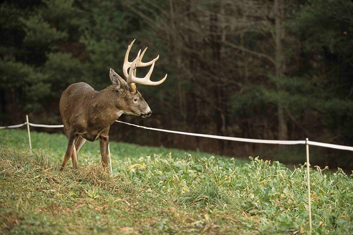 Protect Your Deer Plot: How to Keep Hungry Bucks off Young Forage