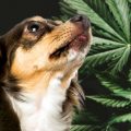 What do You need to Know About CBD For Dogs?