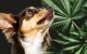 CBD for Pets: The Benefits of Cannabinoids in Animal Cancer Treatment