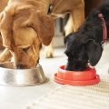 Get Your Dog The Most Nutritious Meal