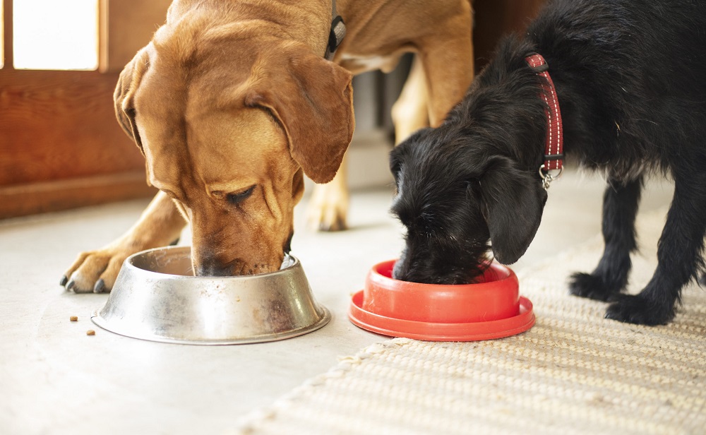 Get Your Dog The Most Nutritious Meal