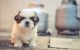 5 Pet Care Supplies to Keep Your Pet Comfortable, Happy, and Safe