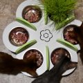 Feeding Made Easy: Innovative Pet Feeders for Happy Pets